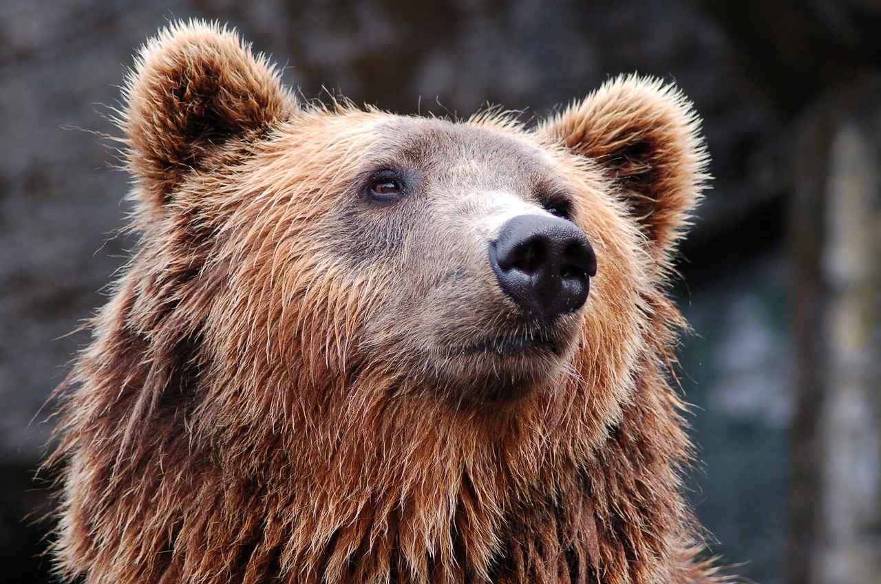 Elektrikli Bisiklet Nedir?