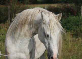 Elektrikli Bisiklet Mi, Elektrikli Araba mı? Çevresel Etkileri Karşılaştırın Elektrikli Bisiklet Mi, Elektrikli Araba mı? Çevresel Etkileri Karşılaştırın