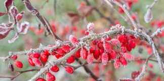 Elektrikli Bisiklet Modelleri: Katlanabilirlik mi, Güç mü? Elektrikli Bisiklet Modelleri: Katlanabilirlik mi, Güç mü?