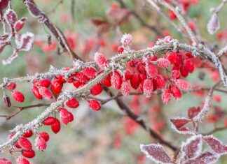 Elektrikli Bisiklet Modelleri: Katlanabilirlik mi, Güç mü? Elektrikli Bisiklet Modelleri: Katlanabilirlik mi, Güç mü?