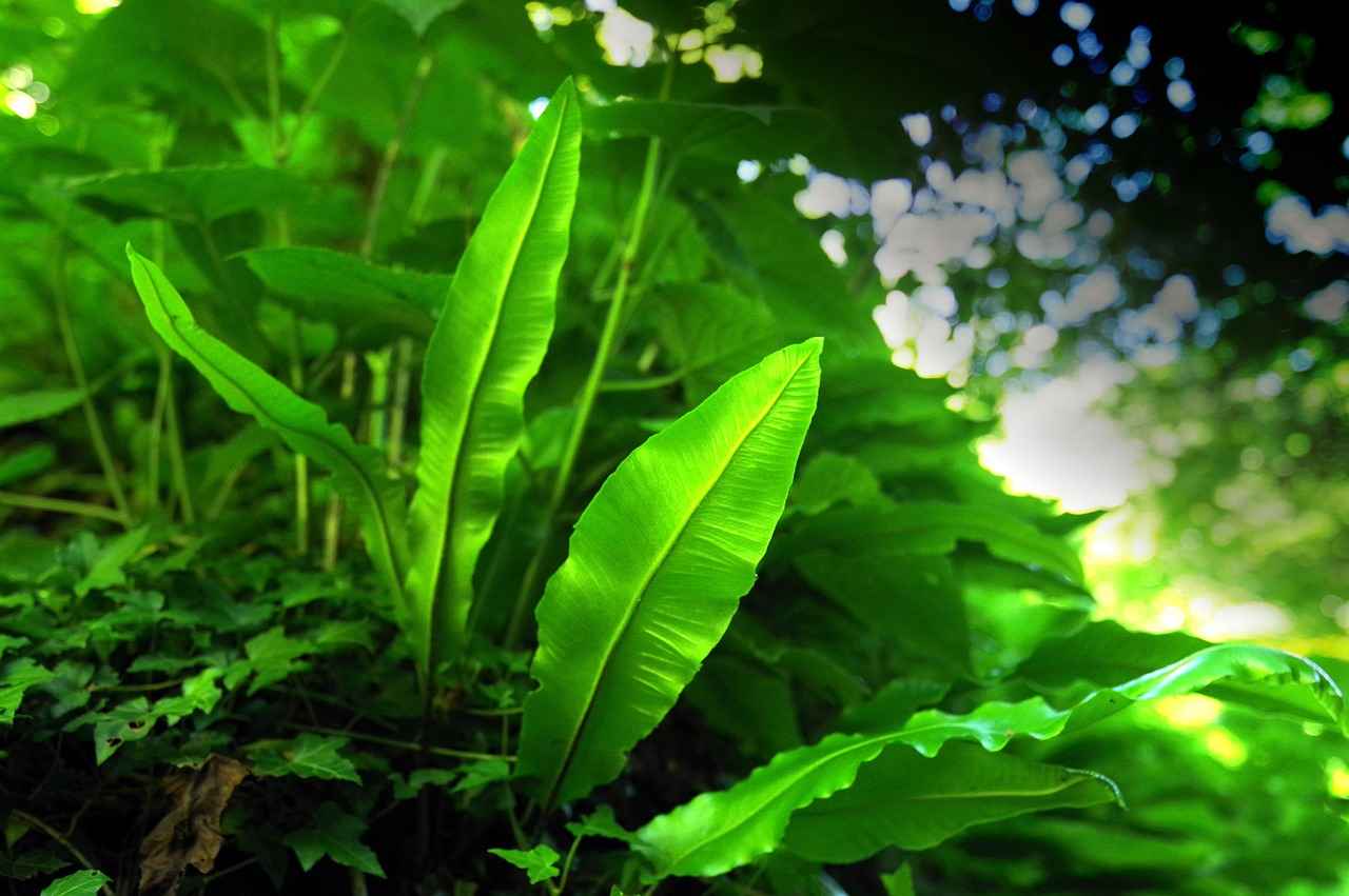 Elektrikli Bisiklet Nedir?