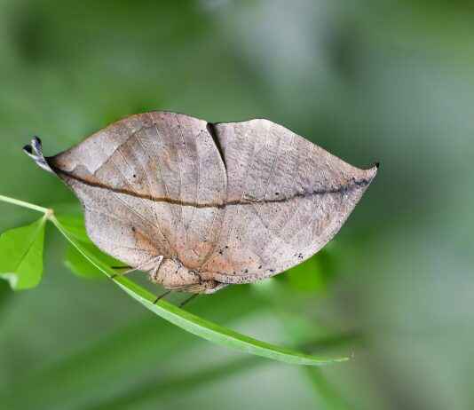 Elektrikli Bisikletler ile Fotoğrafçılık: Doğayı Keşfetmenin Yolları Elektrikli Bisikletler ile Fotoğrafçılık: Doğayı Keşfetmenin Yolları