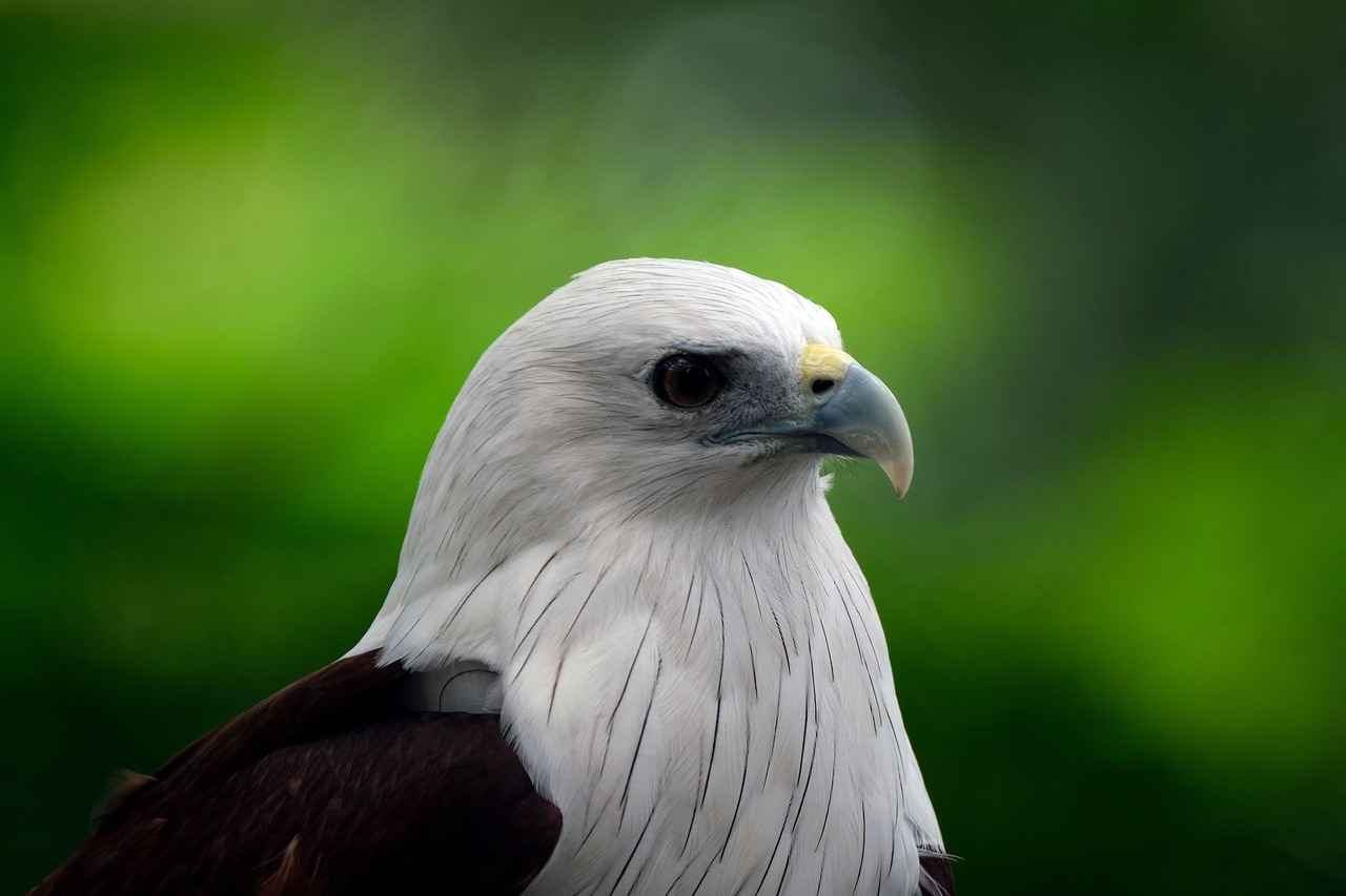 Elektrikli Bisikletlerde Nabız ve Kondisyon Ölçme Teknikleri 1 Nabız Ölçmenin Önemi