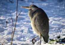Katlanabilir Elektrikli Bisikletler: Taşınabilirlik ve Kullanışlılık Katlanabilir Elektrikli Bisikletler: Taşınabilirlik ve Kullanışlılık