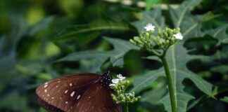 Corelli Elektrikli Bisiklet Fiyatları ve Özellikleri Corelli Elektrikli Bisiklet Fiyatları ve Özellikleri