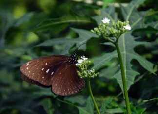 Corelli Elektrikli Bisiklet Fiyatları ve Özellikleri Corelli Elektrikli Bisiklet Fiyatları ve Özellikleri