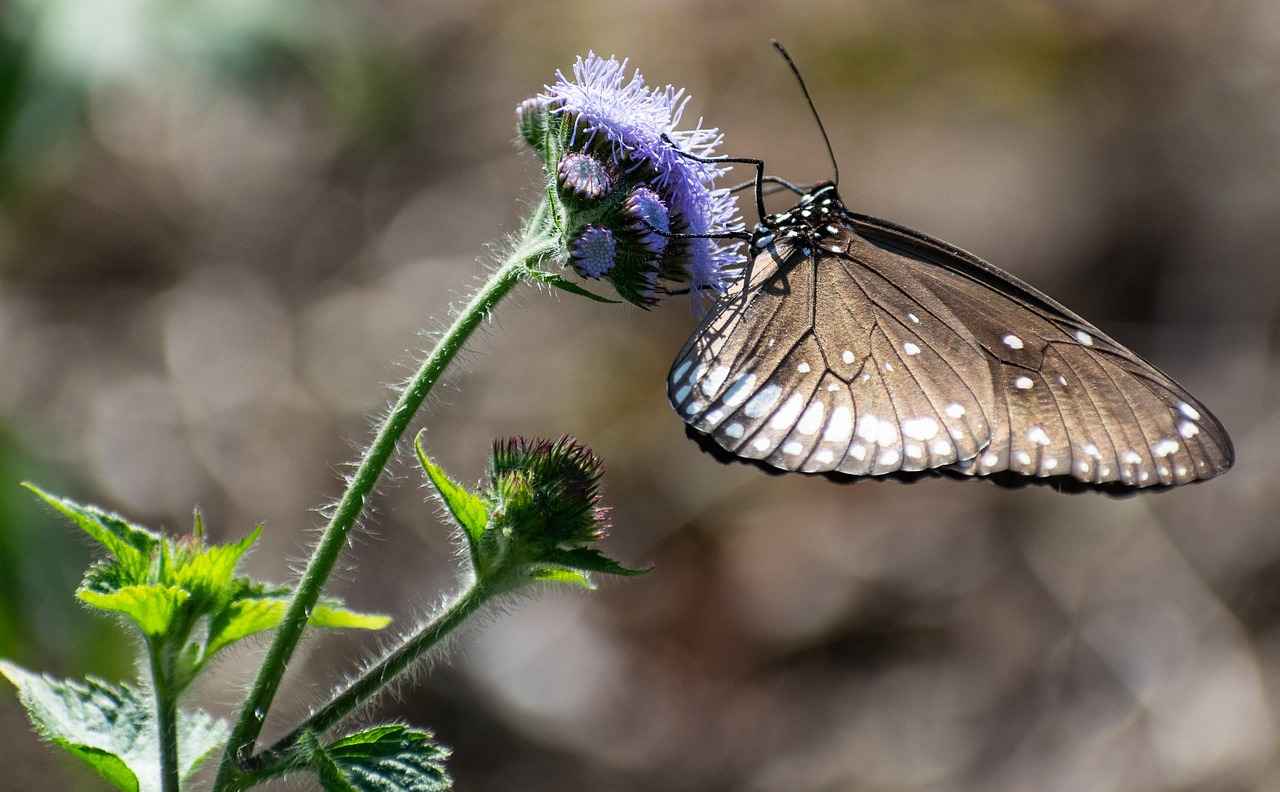 Corelli Elektrikli Bisiklet Fiyatları ve Özellikleri 4 Corelli’nin Popülaritesi