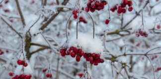 Kalın Tekerlekli Elektrikli Bisiklet Nerelerde Kullanılır? Kalın Tekerlekli Elektrikli Bisiklet Nerelerde Kullanılır?