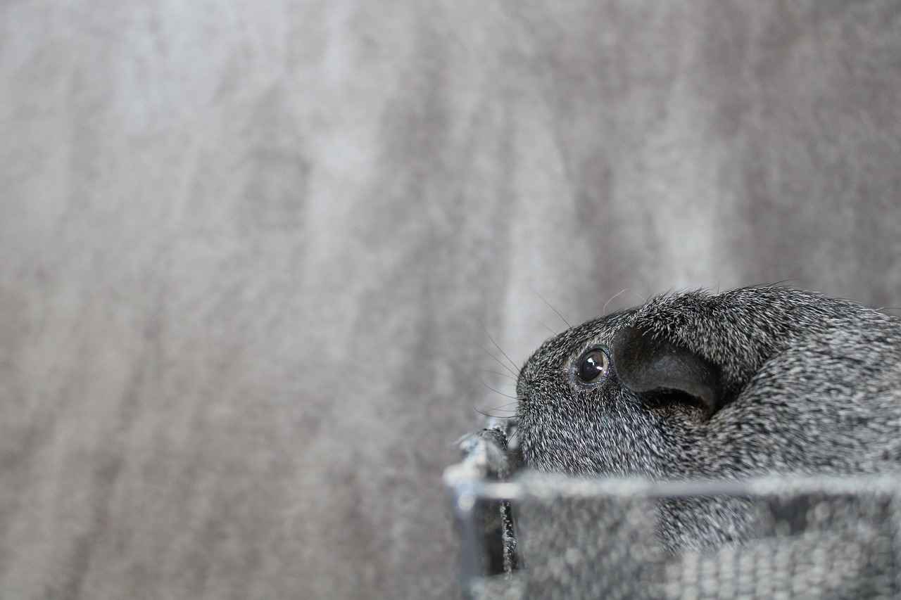 Elektrikli Bisikletlerin Fiyat Aralığı