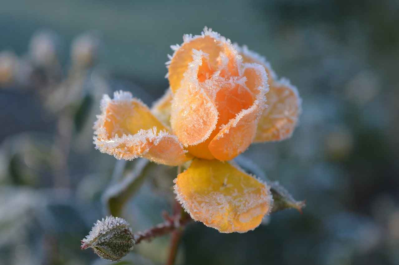 Ünlülerin Elektrikli Bisiklet Tercihleri