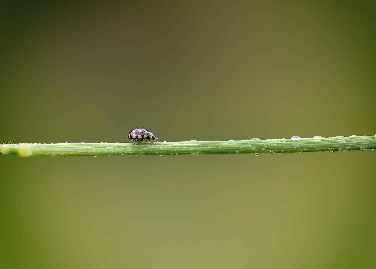 1. Avrupa'da Elektrikli Bisiklet Kullanımının Artışı