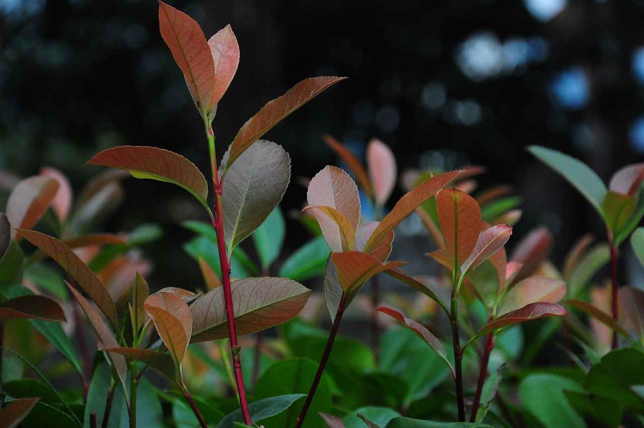 Elektrikli Bisiklet Kullanımının Artışı