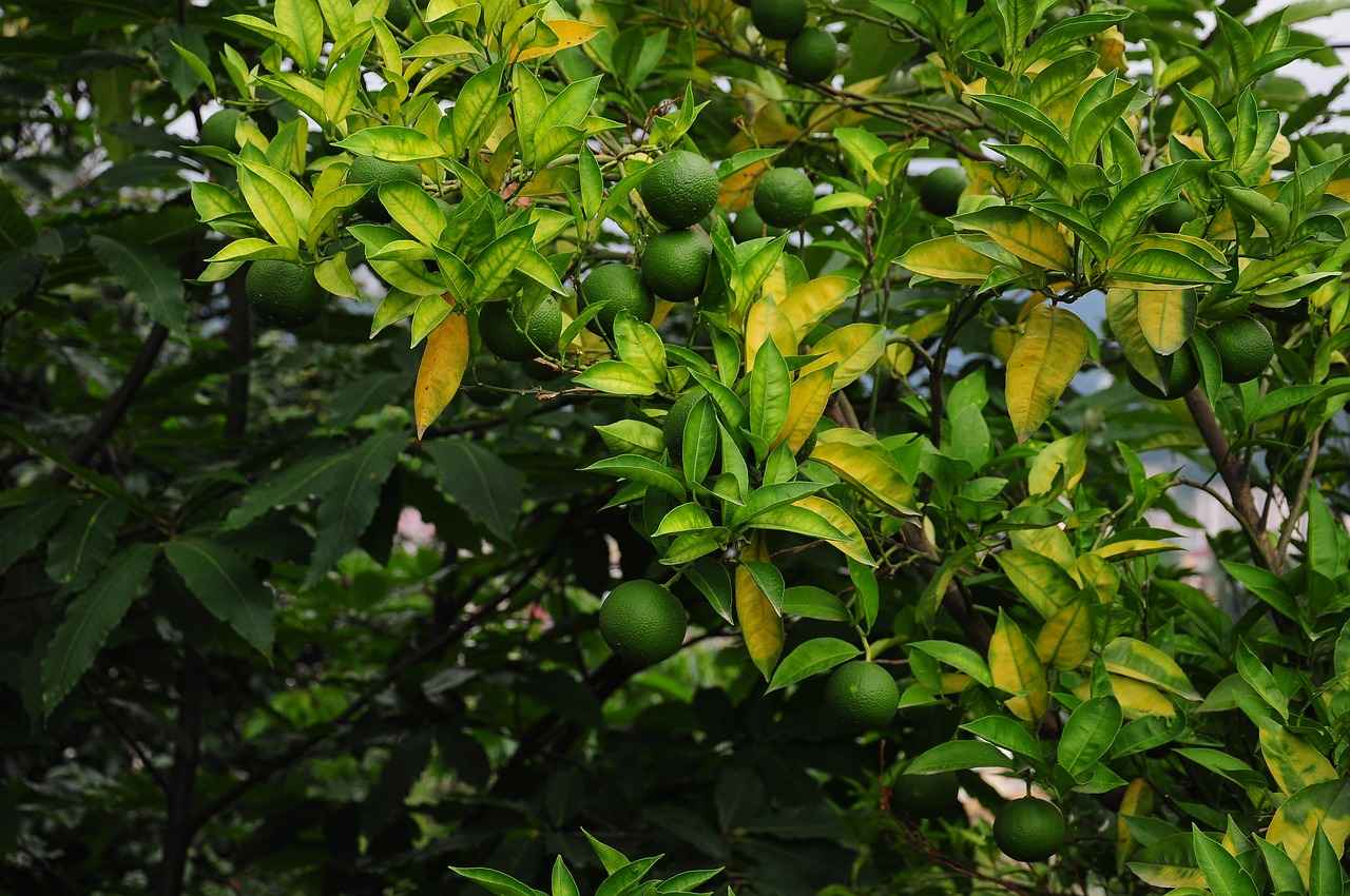 Elektrikli Bisikletlerin Sağladığı Faydalar