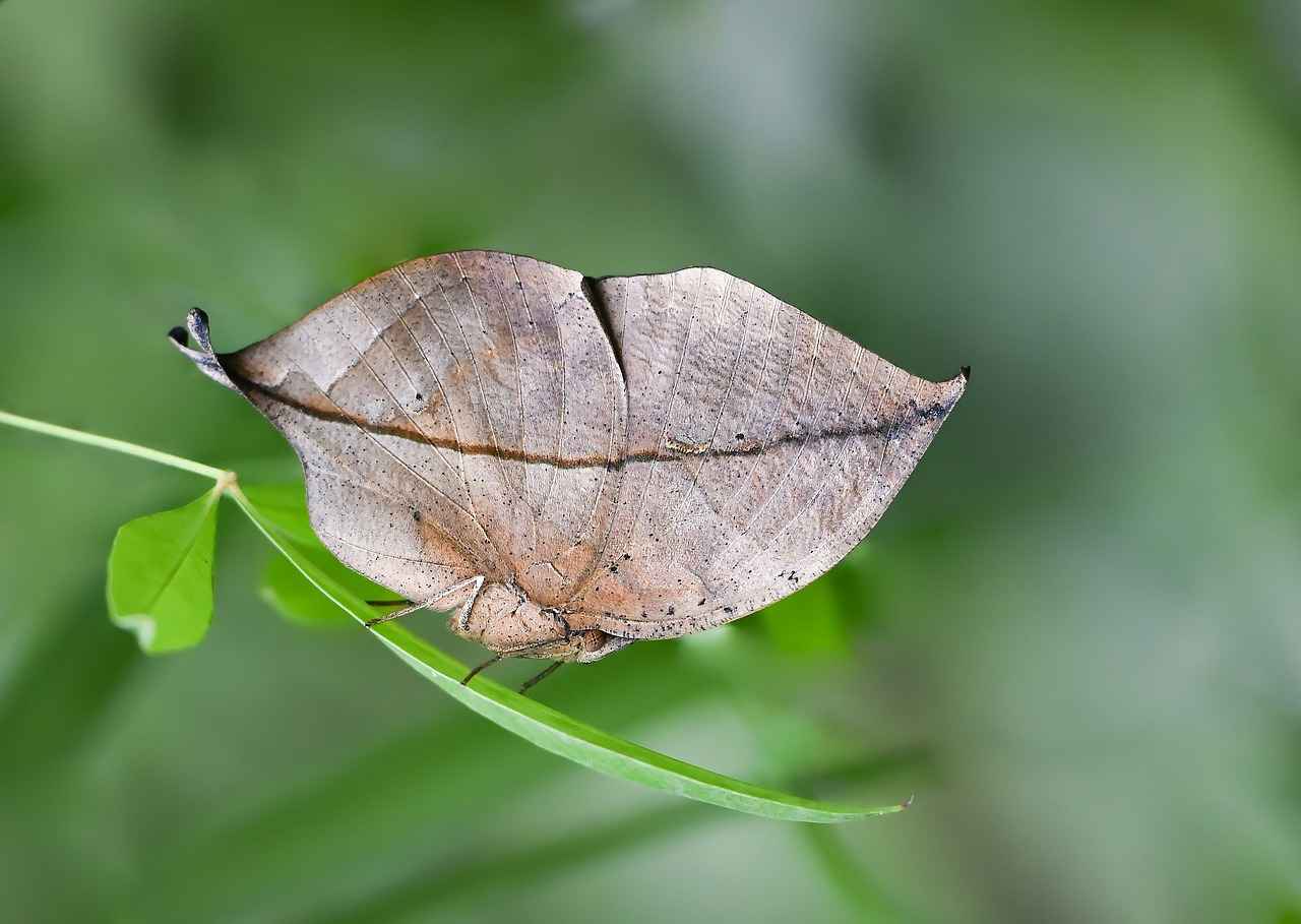 Elektrikli Bisikletler ile Fotoğrafçılık: Doğayı Keşfetmenin Yolları