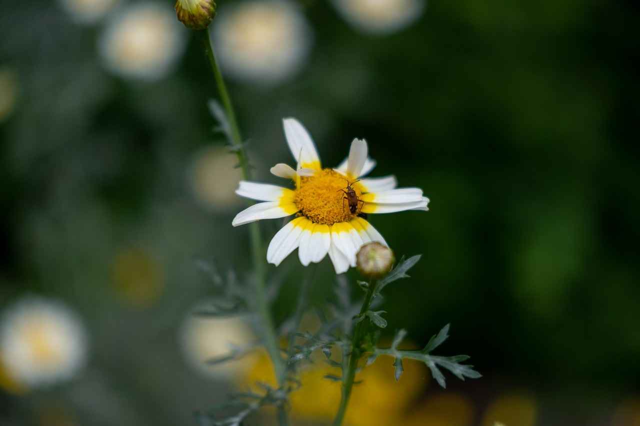 İlkbahar Mevsiminde Elektrikli Bisiklet Sürüşü