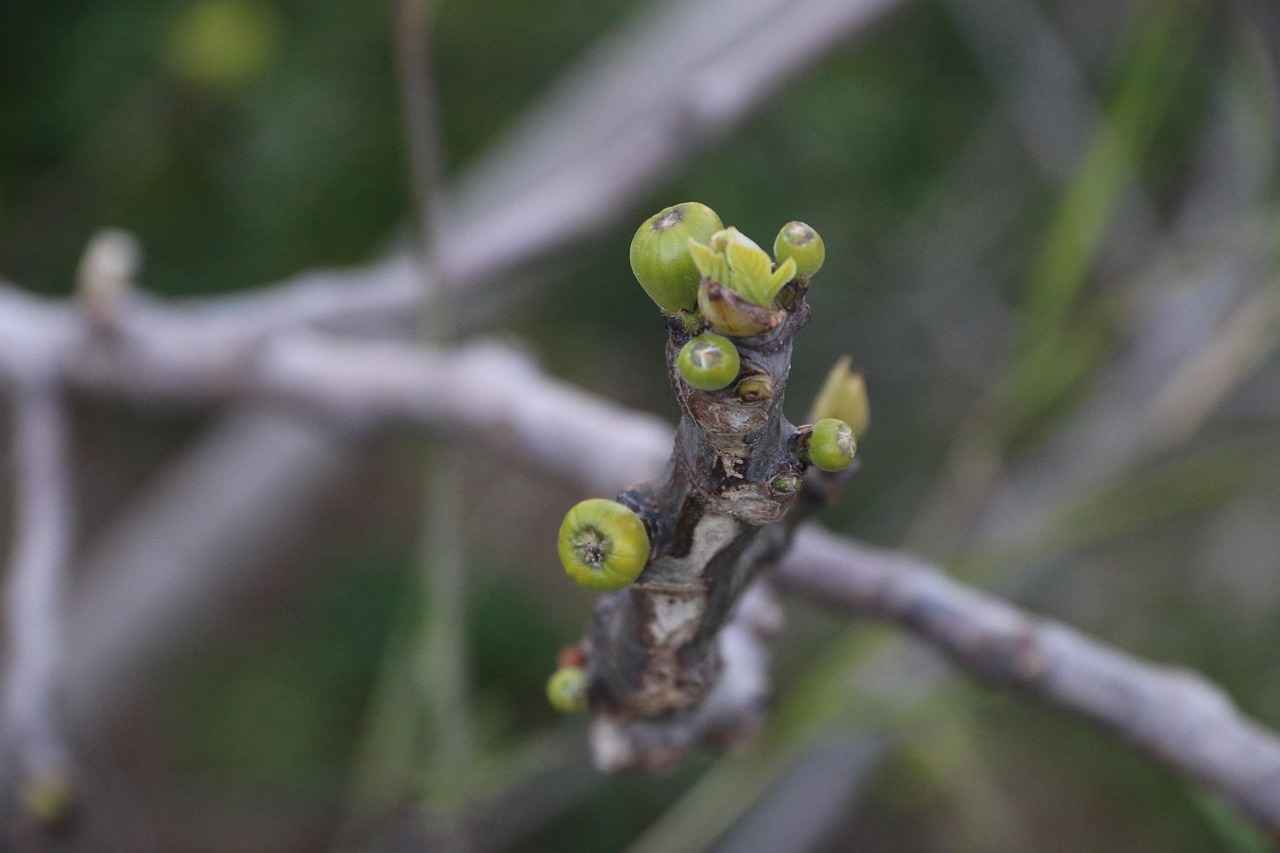 Elektrikli Araç Teşvikleri ve Destekler