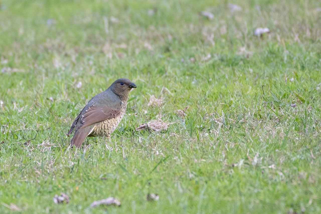 Elektrikli Bisiklet Alırken Dikkat Edilmesi Gereken Özellikler
