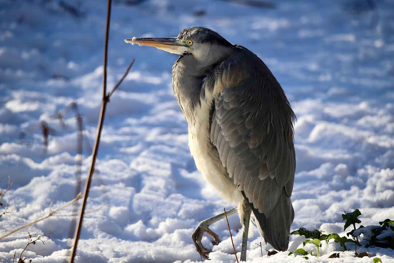 Katlanabilir Elektrikli Bisikletler: Taşınabilirlik ve Kullanışlılık