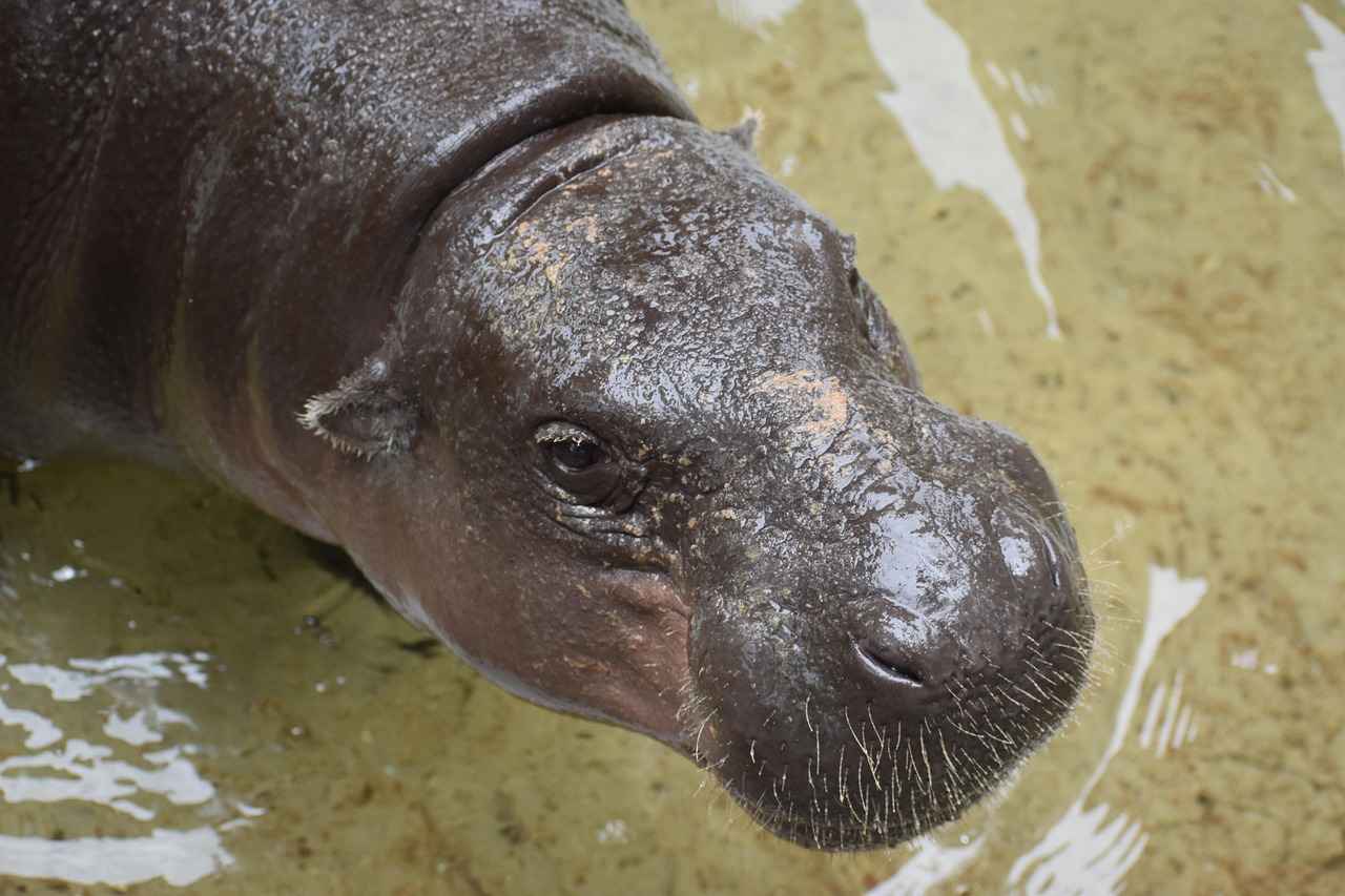 Elektrikli Bisiklet Çantalarının Önemi