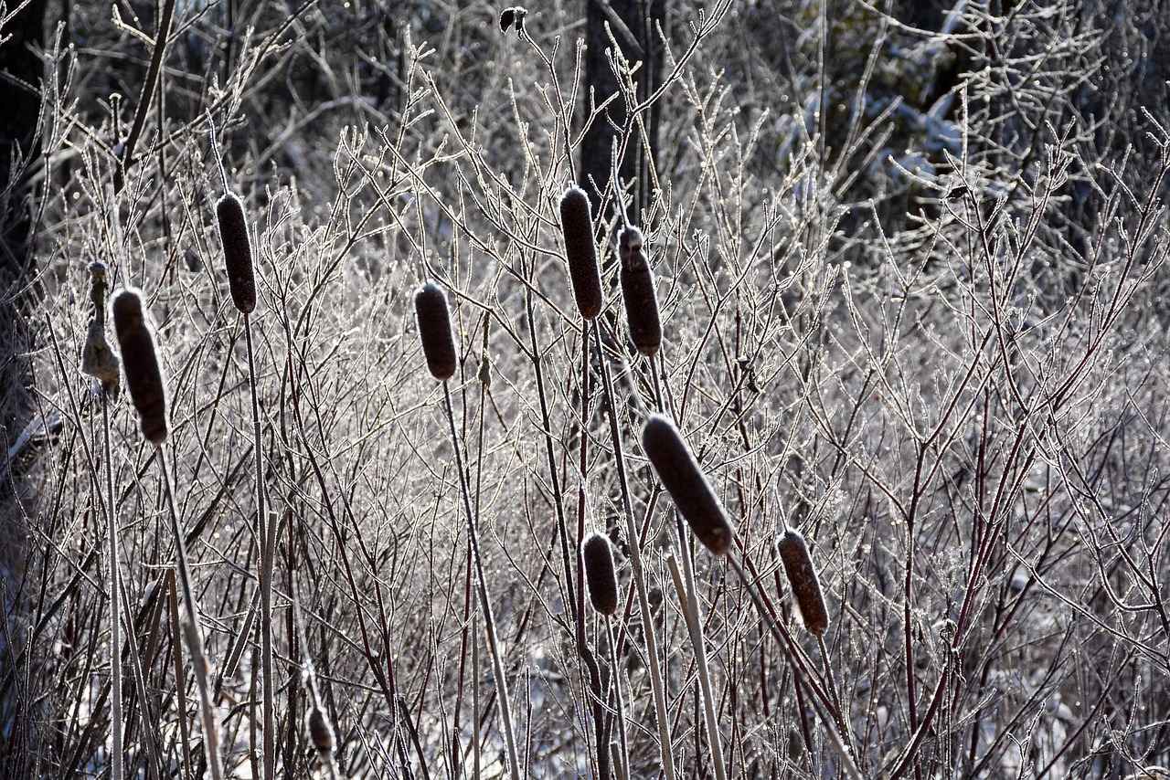Uygun Fiyatlı Elektrikli Bisikletler: Kaliteyi Kaybetmeden Tasarruf Edin
