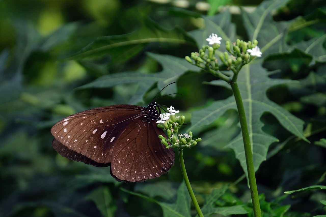 Corelli Elektrikli Bisiklet Fiyatları ve Özellikleri