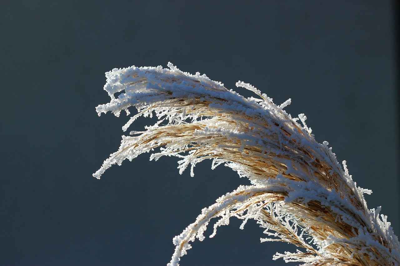 Kullanıcı Yorumları